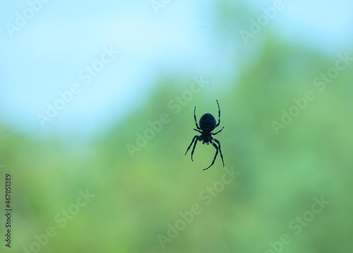 spider and web in front of green background © nd700