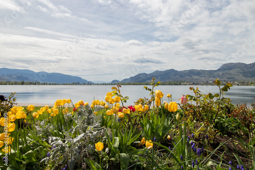 spring flowers at Osoyoos Lake on a cloudy day in Canada © Lynda