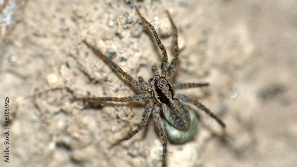 Wolf spider with an egg sack in Cotacachi, Ecuador Wolf spider with an egg sack in Cotacachi, Ecuador