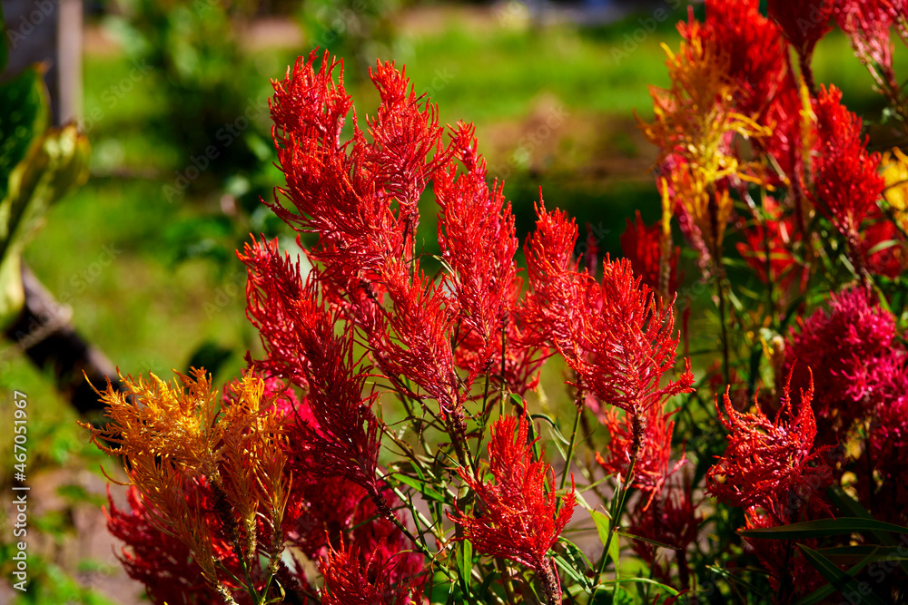 Red and yellow Celosia cristata flower with sunlight in the morning Red and yellow Celosia cristata flower with sunlight in the morning