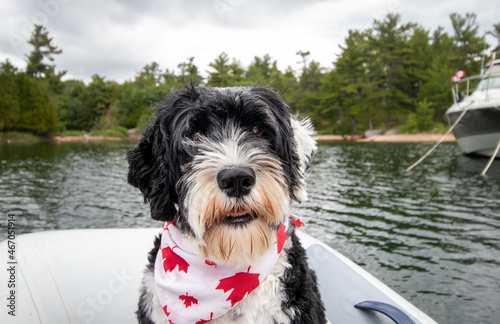 dog in a boat photo