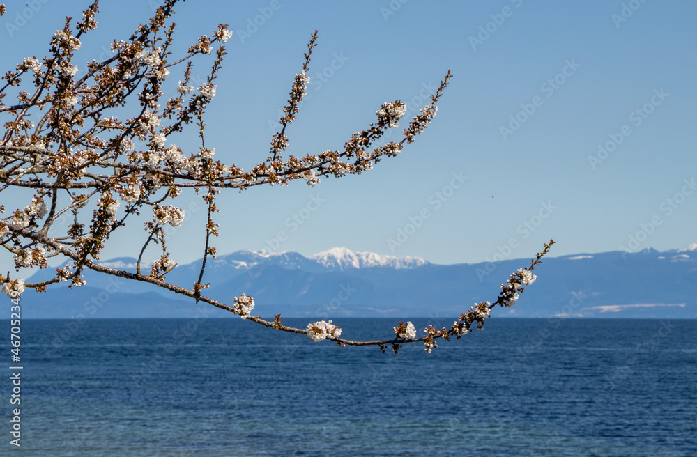 Naklejka premium tree with spring blossoms beside the sea