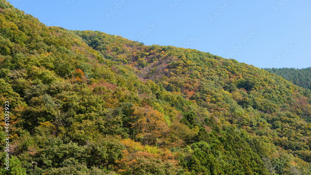 Mountains near Tokyo in autumn with colorful autumn leaves
