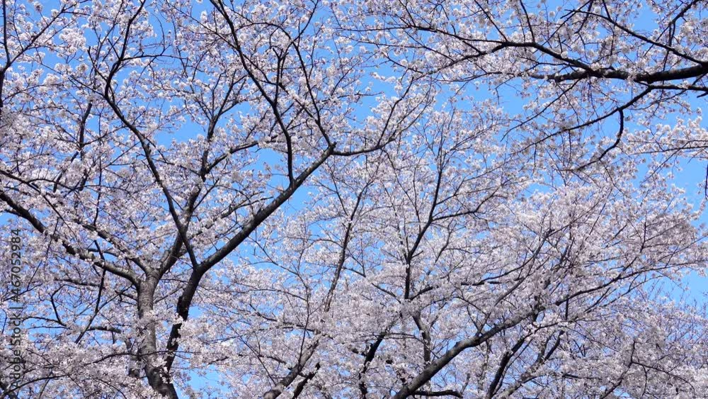 桜 ソメイヨシノ 桜 ソメイヨシノ