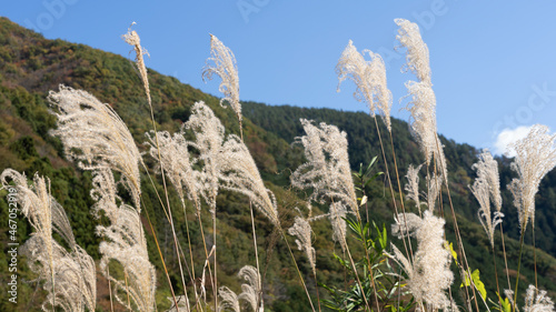 Ears of Japanese pampas grass swaying in the wind
