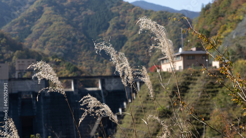 Miscanthus ears and dam (Autumn mountain scenery)
 photo