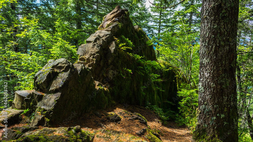 Saddle Mountain State Natural Area Park, Oregon Saddle Mountain State Natural Area Park, Oregon