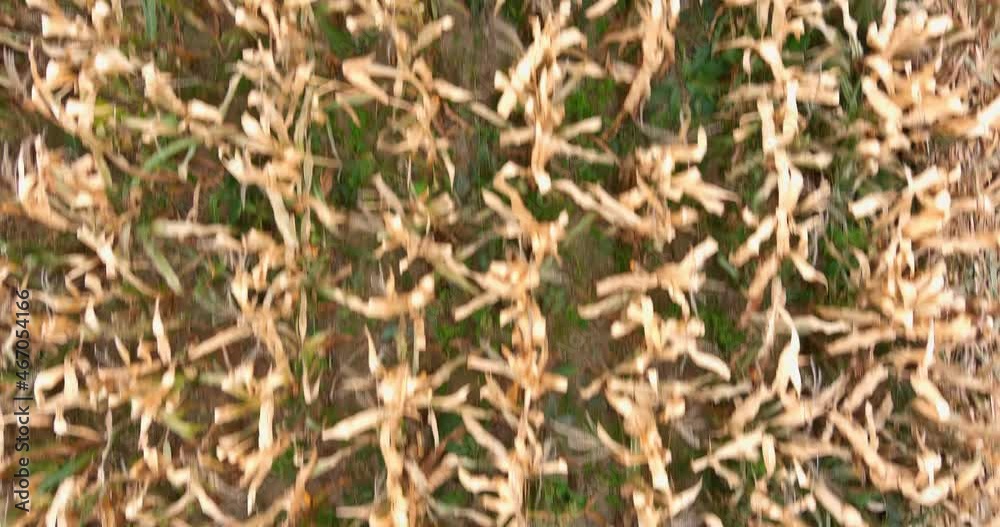 Aerial view of rural landscape dried corn maize field with cornfield Aerial view of rural landscape dried corn maize field with cornfield