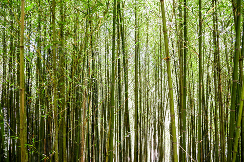 Slim Group of Bamboo Background and Wallpaper
