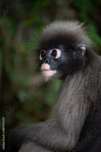 Nature, Spectacled Langur waiting for fruit from tourists