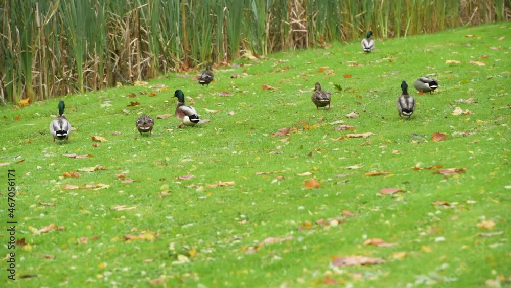 Ducks walking and looking for food in a beautiful park. Ducks walking and looking for food in a beautiful park.
