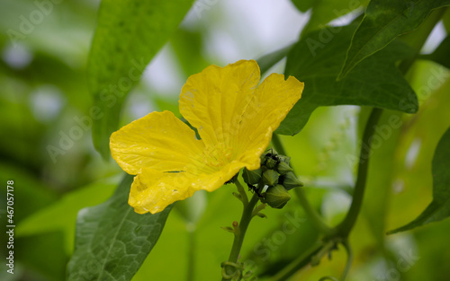 A beautiful fresh yellow male luffa or loofah flower