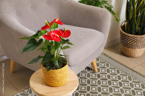 Anthurium flower in pot on wooden table photo