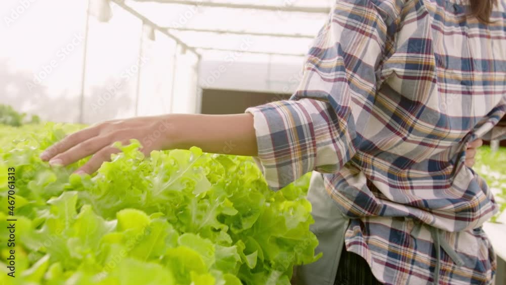 close up female farmer hand touching on hydroponic vegetables in greenhouse farm, clean food and healthy eating concept close up female farmer hand touching on hydroponic vegetables in greenhouse farm, clean food and healthy eating concept