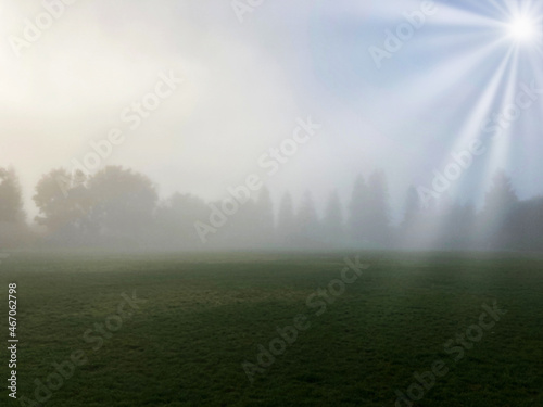 Morning fog in the city park. Sun rays shine through dense fog on green grass and trees