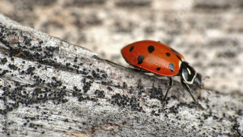 Ladybug on a stick in Cotacachi, Ecuador
