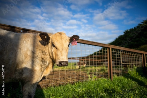 Close up of Stud speckle park Beef bulls, cows and calves grazing on grass in a field, in Australia. breeds of cattle include speckle park, murray grey, angus, brangus and wagyu photo