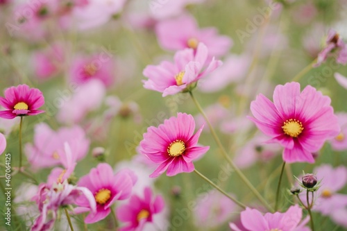 pink cosmos flowers © nishio