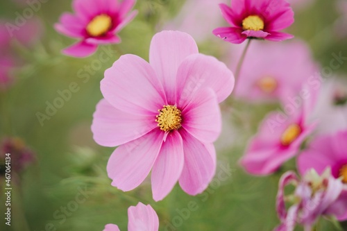 pink cosmos flower