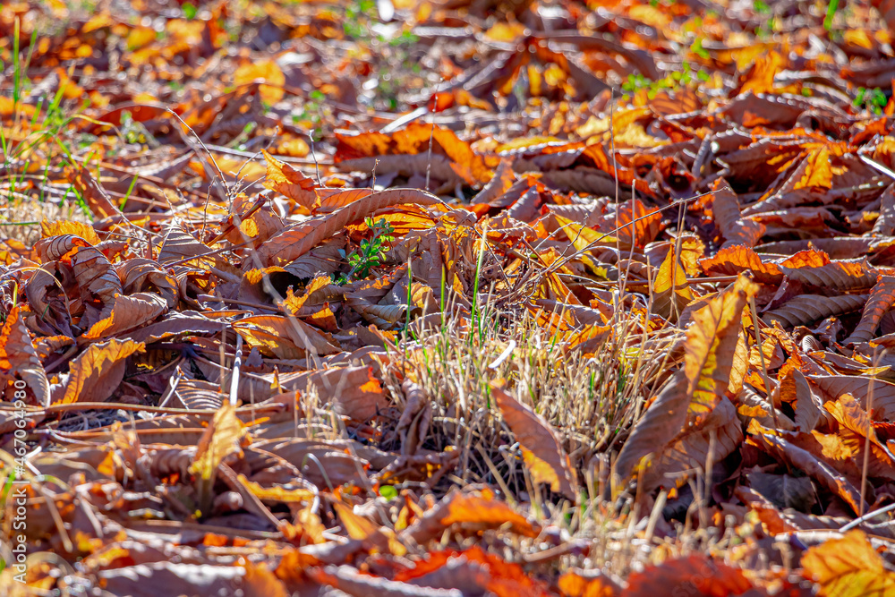Yellow autumn leaves lie on the ground among the green grass. Soft focus Yellow autumn leaves lie on the ground among the green grass. Soft focus