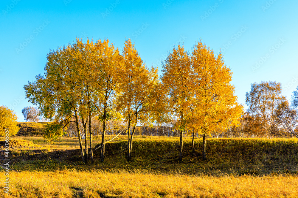 Beautiful birch tree landscape in autumn.Autumn tree and leaves.