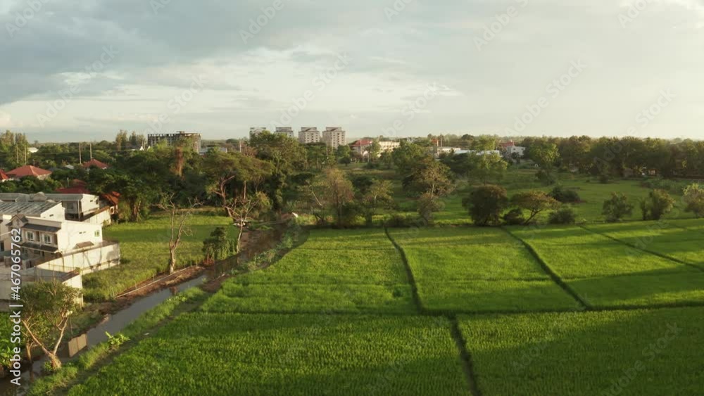 Land or landscape of green field in aerial view consist of agriculture farm, farmland or plantation with crop, rice, paddy. Rural area with nature at countryside. Real estate or property for sale, buy Land or landscape of green field in aerial view consist of agriculture farm, farmland or plantation with crop, rice, paddy. Rural area with nature at countryside. Real estate or property for sale, buy