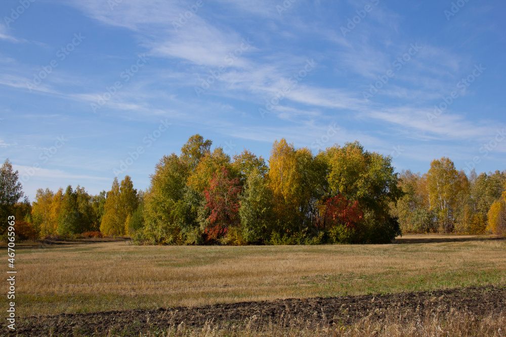 Autumn landscapes in the Urals and Siberia. Fields and groves in autumn in the Kurgan region