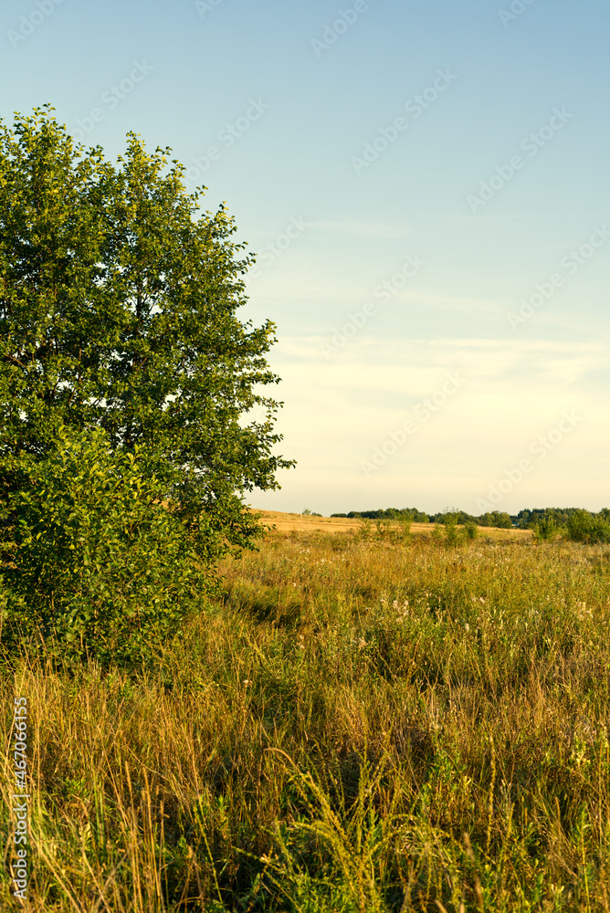 Fototapeta premium A green tree stands in the middle of a field with golden grass.