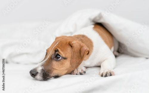 Unhappy jack russell terrier puppy lying  under white warm blanket on a bed at home © Ermolaev Alexandr
