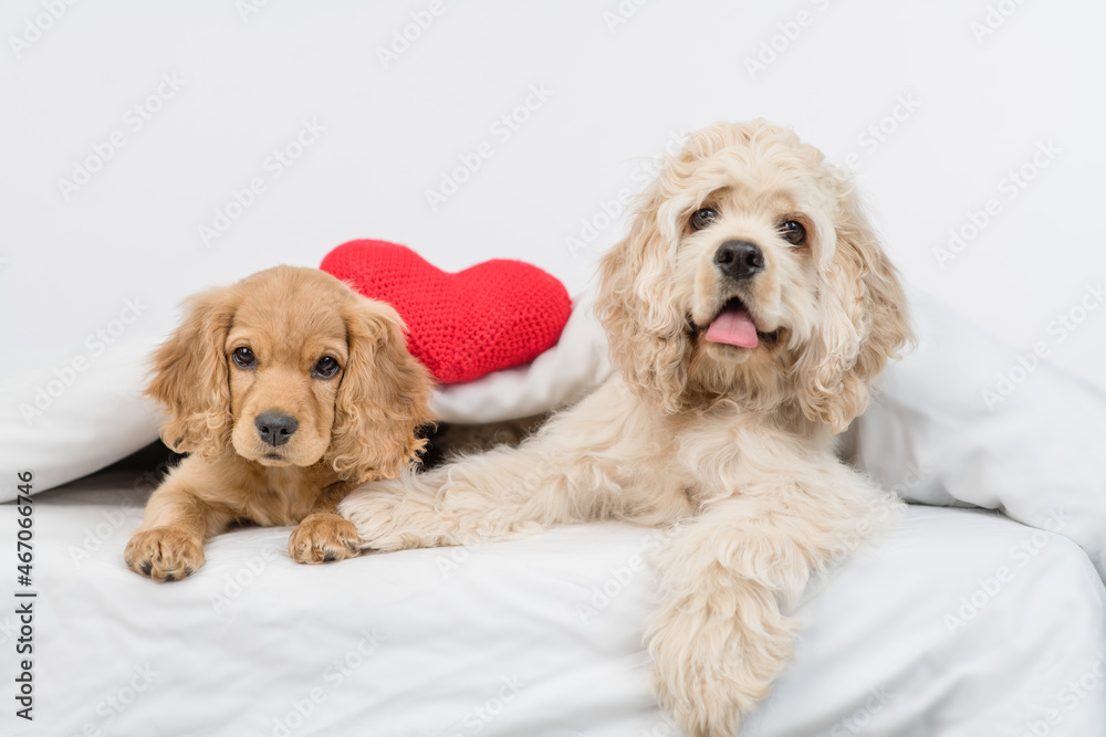 American Cocker spaniel puppy and English Cocker spaniel puppy lying with big red heart under white warm blanket on a bed at home American Cocker spaniel puppy and English Cocker spaniel puppy lying with big red heart under white warm blanket on a bed at home