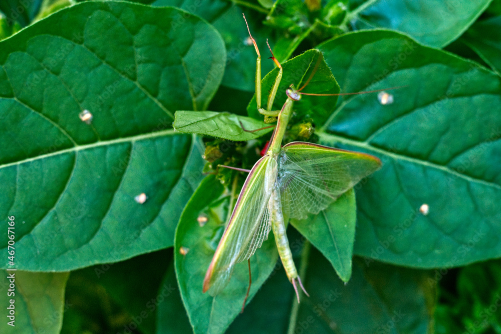 Mantis on the leaves of closeup outdoors in summer Mantis on the leaves of closeup outdoors in summer