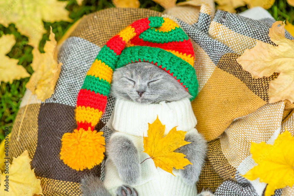 Kitten wearing warm sweater and hat  with pompon sleeps on plaid and holds yellow leaf. Top down view