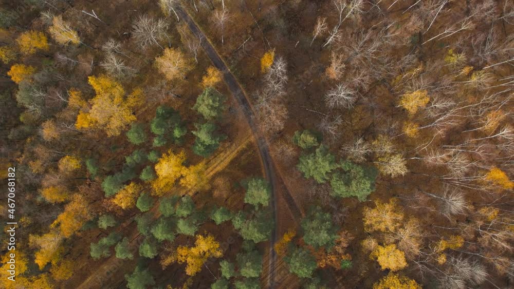 Deciduous and coniferous forests in autumn.Green and gold colors in the same forest.View from the plane Deciduous and coniferous forests in autumn.Green and gold colors in the same forest.View from the plane