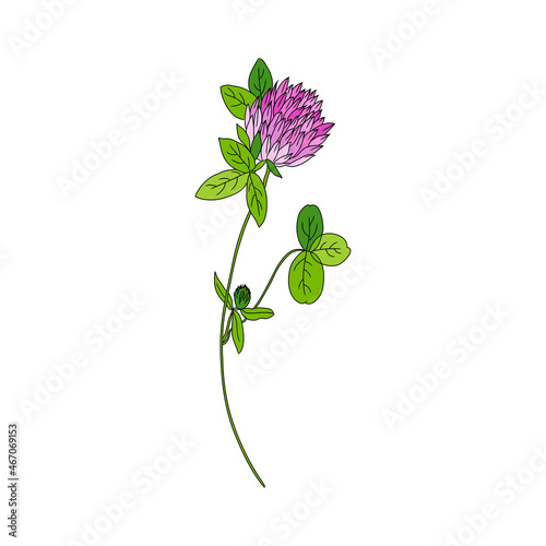 Red clover, Shamrock wild field flower isolated on white, botanical hand drawn doodle ink vector colorful illustration, for design package tea, cosmetic, medicine, greeting card, wedding invitation