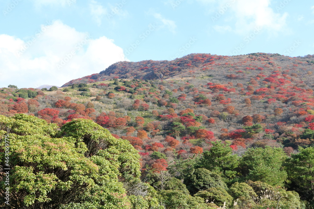 紅葉