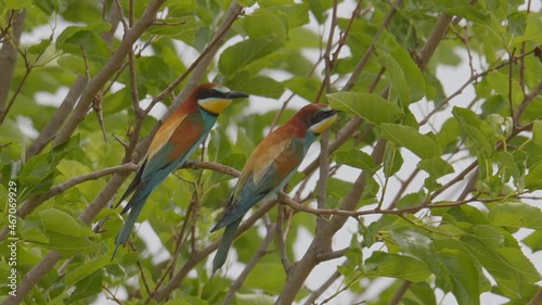 The male of a pair of Eurasian Bee-eaters (Merops Apiaster) presents an insect to his mate as part of their pair bonding behaviour. Lake Kerkini wetland, Greece. photo