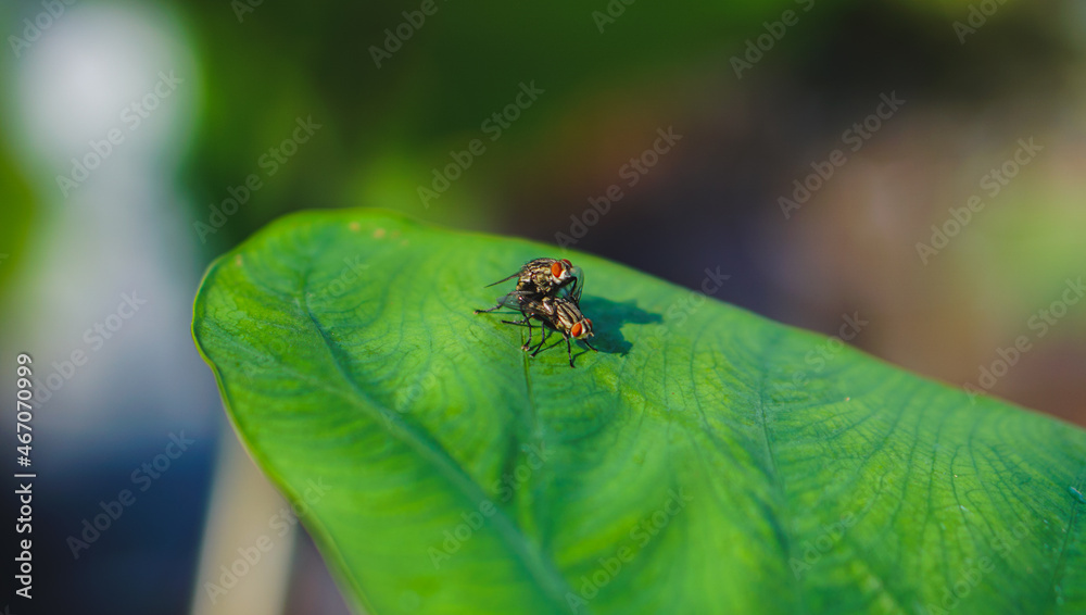 Naklejka premium Green leaf closeup background, House plant leaf wallpaper