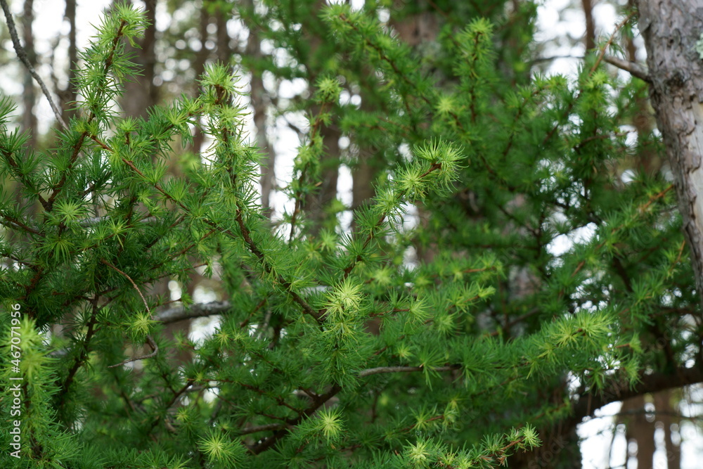 Obraz premium カラマツの新しい新鮮な若葉