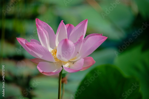 Time  Wednesday  November 3  2021 . Location  Phu My Hung lotus lagoon  Ho Chi Minh City.  Content  The author hopes the photo film can describe the beauty of lotus flowers.