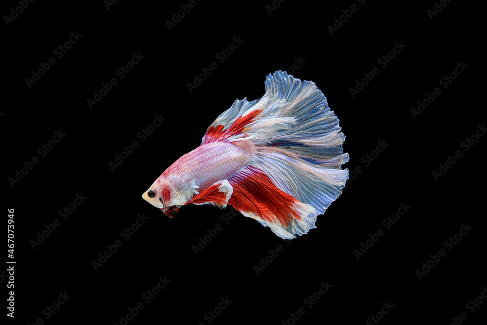 Siamese fighting fish Betta splendens on black background Siamese fighting fish Betta splendens on black background