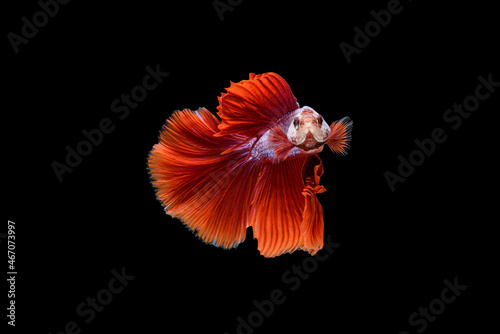 Siamese fighting fish Betta splendens on black background © Johnstocker