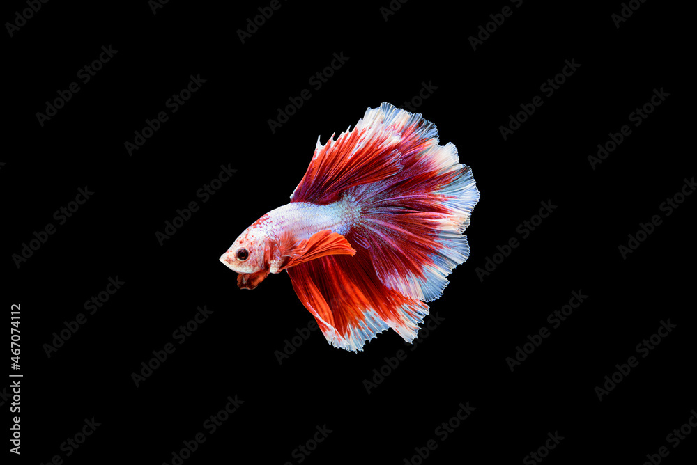 Siamese fighting fish Betta splendens on black background Siamese fighting fish Betta splendens on black background