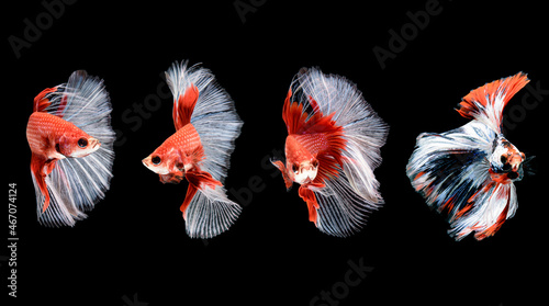 Collection of Siamese fighting fish Betta splendens on black background