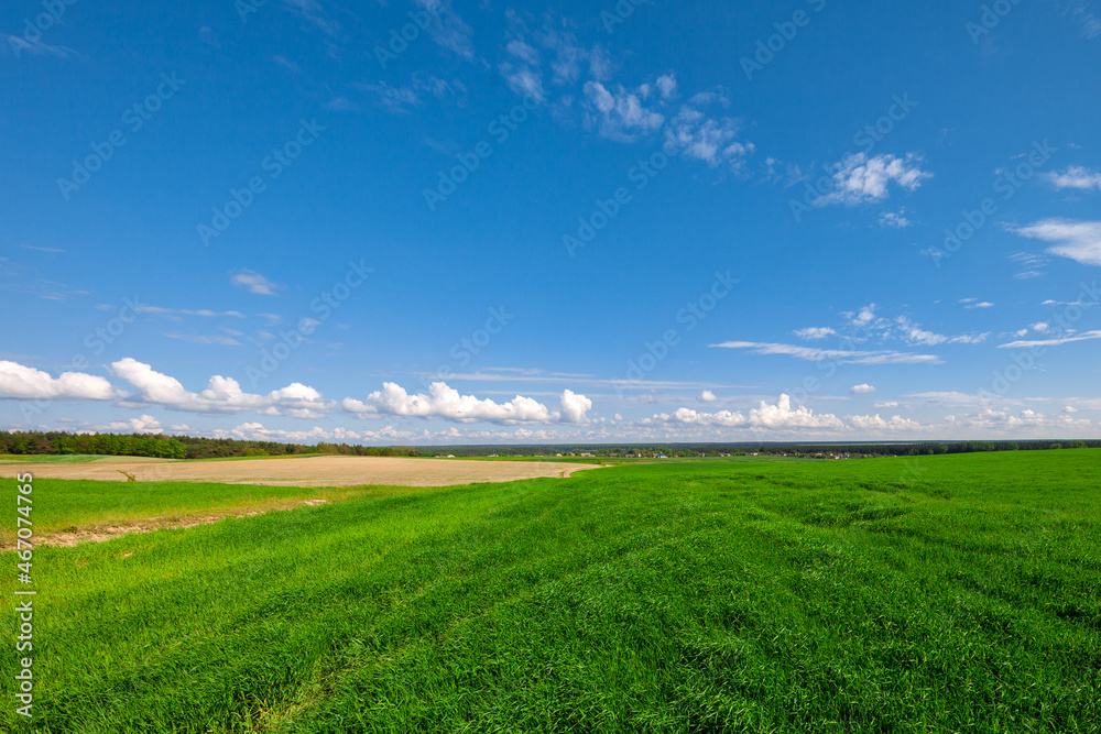 Green grass field on hills and blue sky with clouds