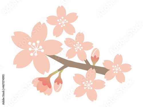 桜の花