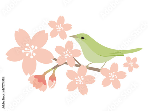 桜の花とウグイス