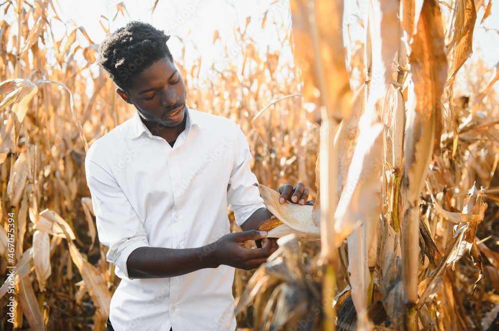 farmer with his small corn plantation. Hispanic in casual clothes, standing in the field.