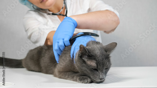 veterinarian woman using a phonendoscope listens to a cat.