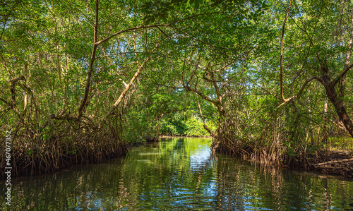tropical mangrove forest