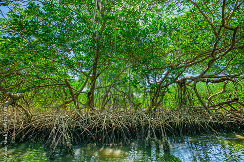 tropical mangrove forest